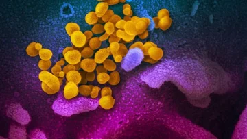 La nuova ricerca ha scoperto che Coronavirus può sopravvivere al di fuori del corpo umano fino a nove giorni