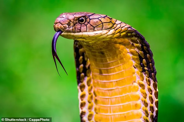 Snake venom kann Brustkrebs und Darmkrebs heilen