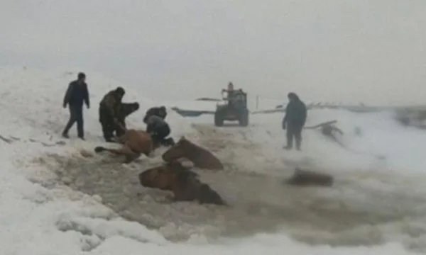Landwirte retten 11 Pferde vom Eisfluss