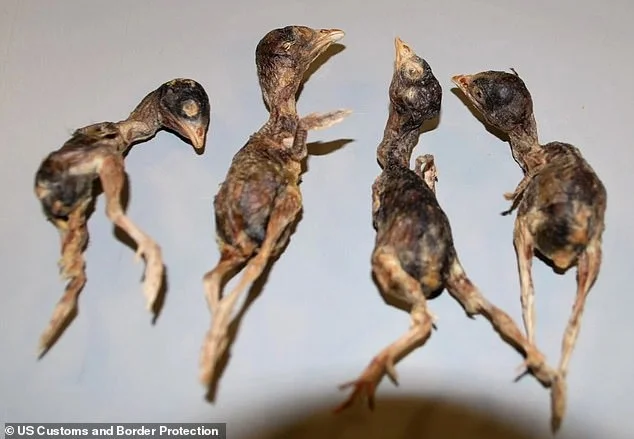 Terrible: Passengers Find the Bag of Dead Birds