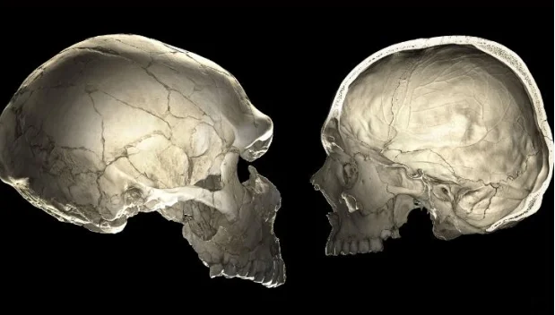 Marks of a Mystery Human Species Discovered