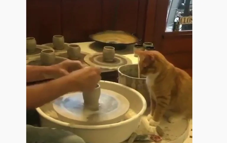 The cat helps the owner produce ceramics