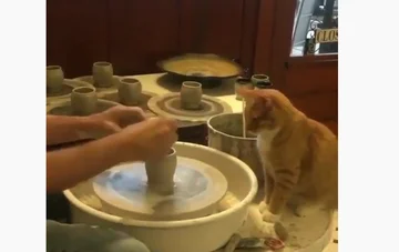Le chat aide le propriétaire à produire des céramiques