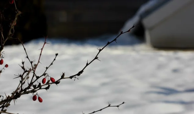 Parashikimi i motit, bien temperaturat – pritet borë
