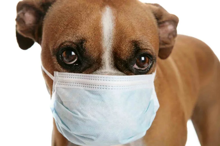 Virus del cane esplode: Veterinarys Release Urgent Alarm