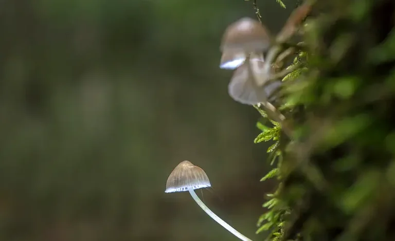 Scienziati: L'ingrediente nei funghi “magici