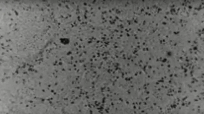 Australian scientists recreate the Coronavirus outside China's territory