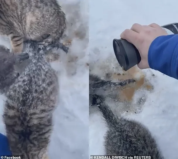 Touching motion: The man uses his coffee heater to melt frozen kittens