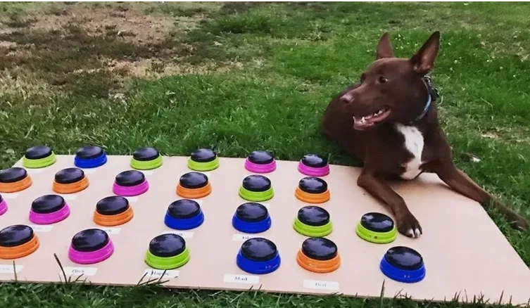 E BUY: Language pathologist teaches her dog 29 human words