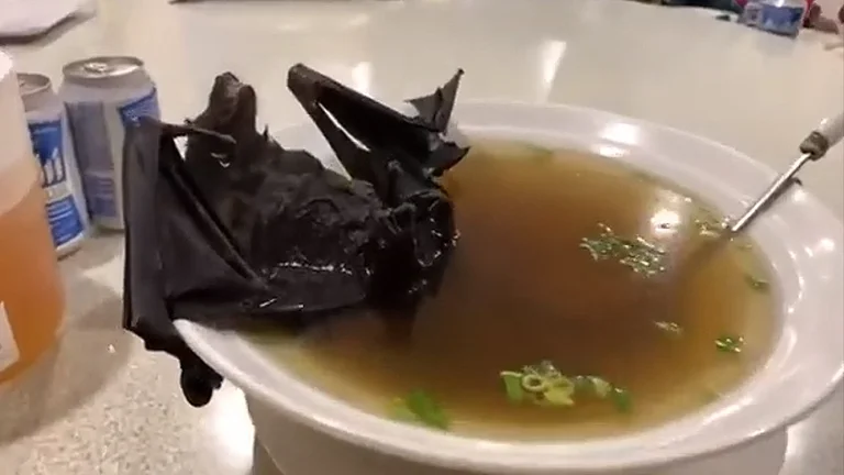 The eating of bats in China is suspected to have spread Coronavirus