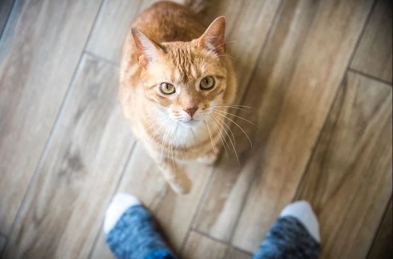 The wild cat keeps the lady's “hostage for two days in her kitchen