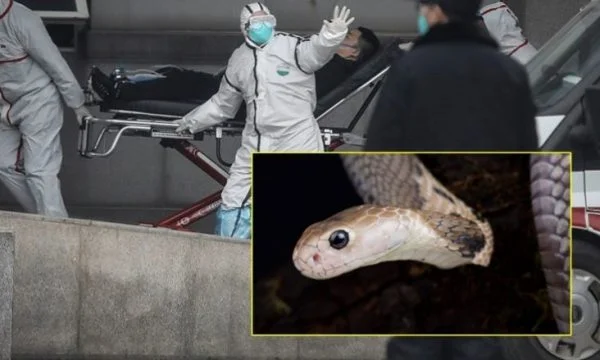 La source de la mort du virus en Chine est détectée ?