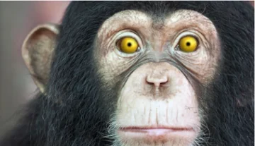 La gente si è evoluta dalle scimmie attraverso i farmaci: tossicodipendenti poi creato religioni