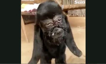 La chèvre qui est née avec un visage humain commence à être adorée comme un dieu (Vidéo)