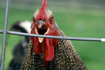 Incroyable. Le poulet tue un homme en étant armé de couteaux
