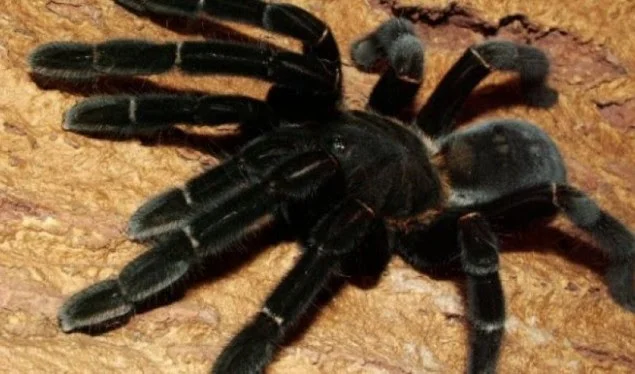 Australia sërish në hall: Pas zjarreve shfaqen merimangat vdekjeprurëse