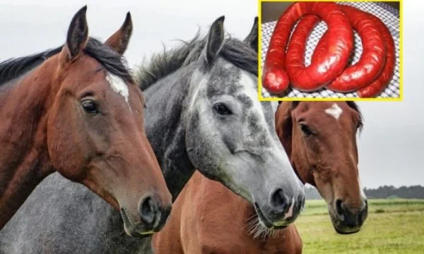 Suxhuk me mish kali në Kosovë, flet Agjencia e Ushqimit dhe Veterinarisë