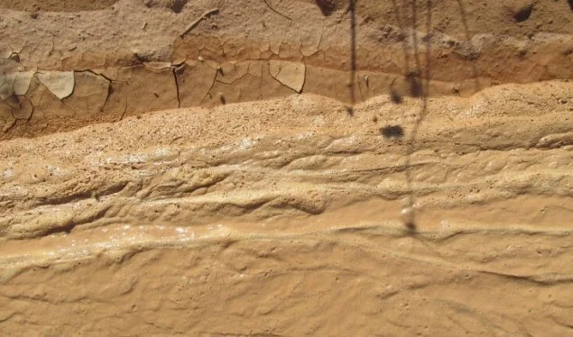 Krijesa që jeton në baltë trondit shkencëtarët