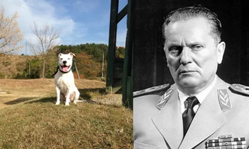 Citoyen de Pristina nommé Tito au chien