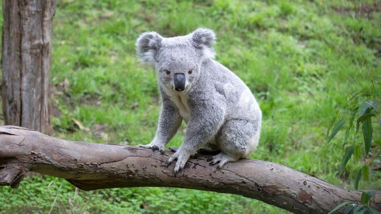 Zjarret në Australi: Koala kapet duke vajtuar pranë shokut të saj të vdekur (Foto)