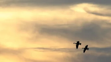 Histórico: Científicos suecos y alemanes descubren GPS en los ojos de pájaro