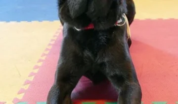 Même les chiens peuvent être offensés et en colère contre le propriétaire, les experts révèlent des signes
