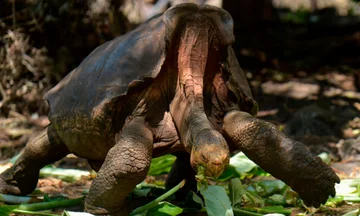 Le récit de la tortue nommée Diego : Il a eu des rapports sexuels et produit plus de 800 phishes pour que sa graine ne disparaisse pas.