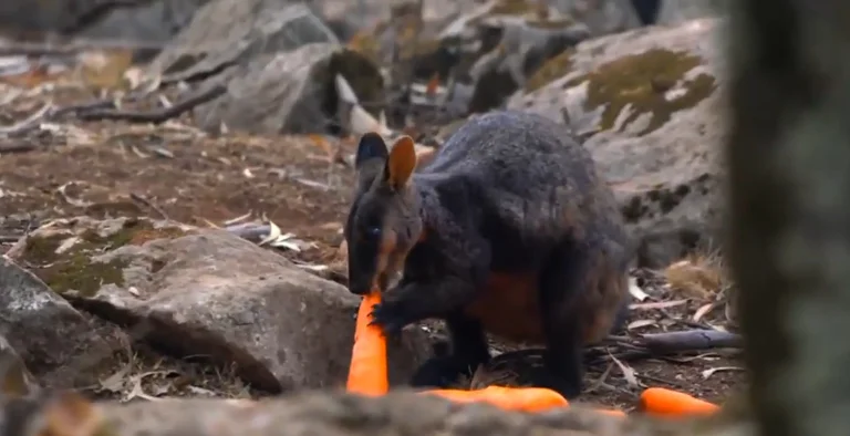 Australia hedh me helikopterë karrota e patate për kangurët e prekur nga zjarret