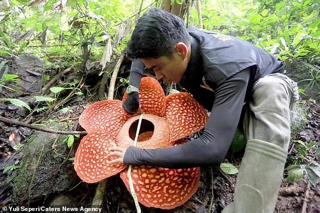 Aprire il fiore più grande del mondo - odore di carne marce (Foto)