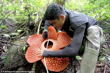 Ouvrir la plus grande fleur du monde - odeur de viande pourrie (Photo)