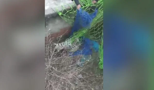 Leopard attacks the crowd