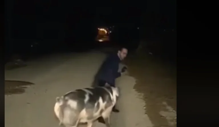 Freeme broadcast: reporter greco seguito da maiale (Video)
