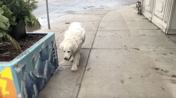 Heartbreaker: Le citoyen sort le chien sur la dernière marche avant que je le tue, la vidéo devient virale.
