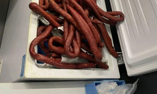 シュトゥットガルト:コソボのバスでは、税関は肉と子犬の250kgを見つけます