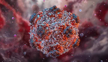 What is hantavirus? - Here's everything you need to know about his way of spreading.