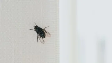 Put this vegetables in the window to prevent flies