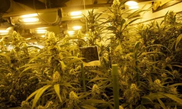 Hapën tunel poshtë kotecit të pulave, zbulohet plantacioni i hashashit në Maliq të Shqipërisë