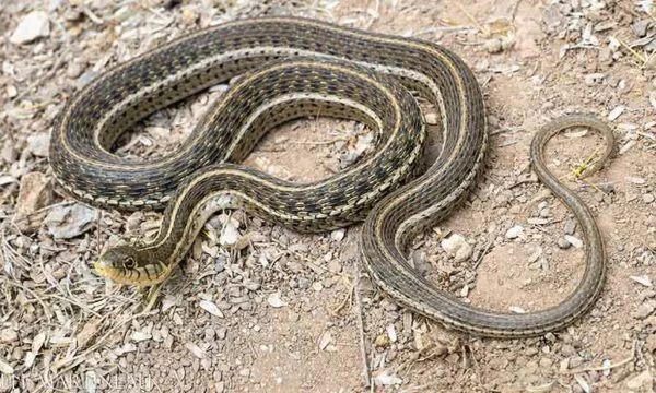 Skopje este în alertă din partea şerpilor, ironia cetăţenilor: Tot ce trebuie să facem este să pierdem pentru a deveni o grădină zoologică.