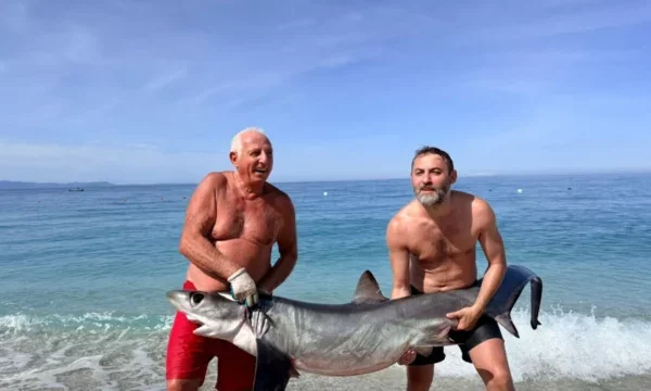 “Peshkaqeni dhelpër”, kapet në Borsh tërheq vëmendjen e turistëve