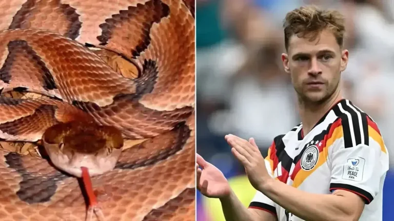 “If you step on one, there will be problems”: Poisoning Snakes Risk Three Nationals in the World Cup