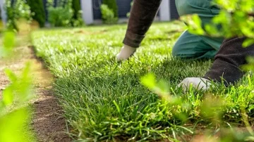Sekreti për bar më të gjelbër në oborrin tuaj është në kuzhinën tuaj, harrojeni plehrat e shtrenjtë