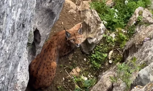 La lince balcanica sequestrata dal bersaglio dei fotografi (VIDEO)