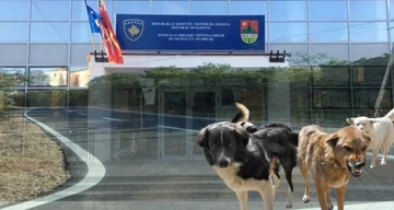 Vaccination of wandering dogs, street asphalt and supplies at Obilic once discovered violations in tenders