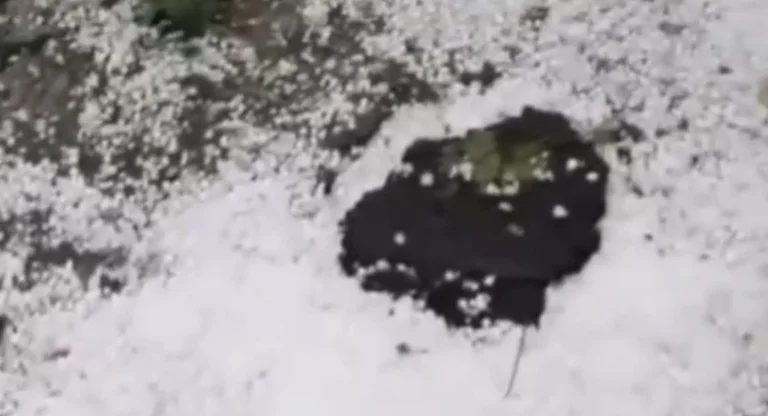 Hail destroys wheat in Korca, farmers: Half of the production was damaged before harvest