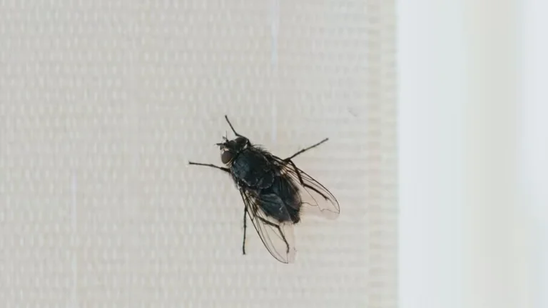 Mjafton ta vendosni këtë pranë dritareve dhe mizat do të qëndrojnë larg shtëpisë