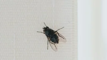 Mjafton ta vendosni këtë pranë dritareve dhe mizat do të qëndrojnë larg shtëpisë