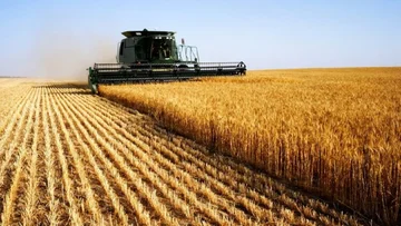 Los agricultores se quejan de un precio bajo de trigo, el primer productor espera este año
