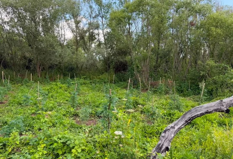Two arrested in Podujevo, caught in the falga with 201 cannabis plants