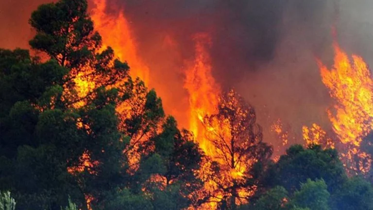 Fires in Albania, from 22 June, 160 sites have been registered national