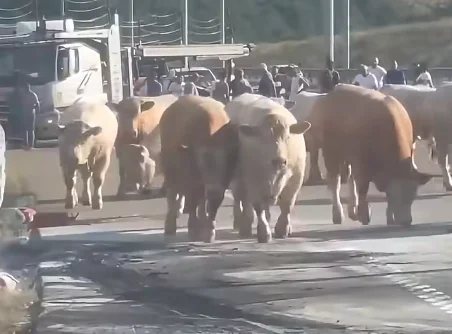 The fire includes the truck in the Arllas, the livestock are off the highway to escape